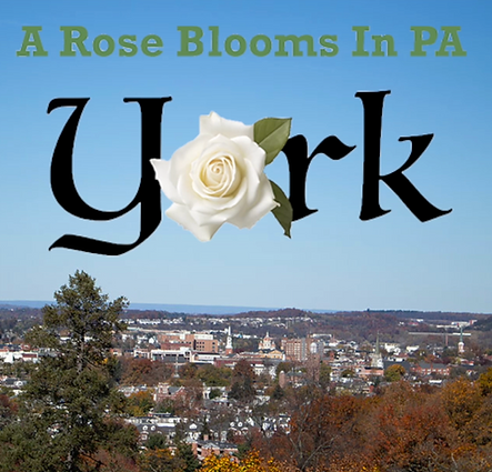 York-A Rose Blooms In PA.png