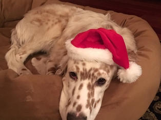 santawill.jpeg