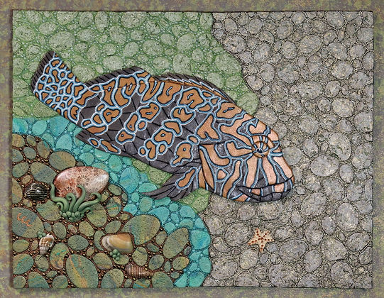 Giant Hawkfish: Sea of Cortez