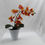 Thumbnail: Phalaenopsis Orchid Plant
