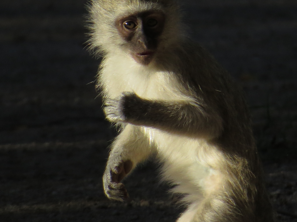 7apr2018 vervet monkey.tif