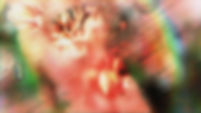 Floral Focus Sunrise - 16x9.jpg