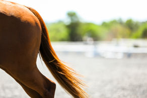 Equinox Trust Horse Expo 2022 - Western Cape Reining Club