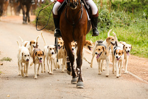 Cape Hunt Club Simondium Hunt - Drag Hunting