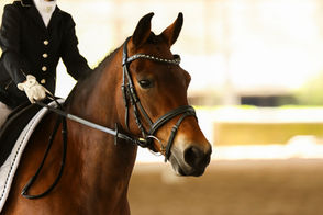 Rivendell Show - Dressage at Rivendell Stud