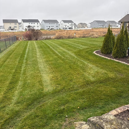 A striped back yard lawn beside a bed of arborvitae