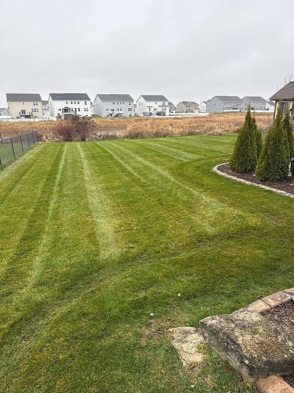 A striped back yard lawn beside a bed of arborvitae