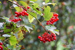 DSC02888