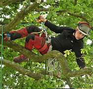ArboricultureForestry.jpg