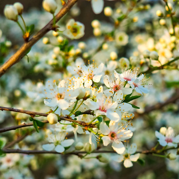 White flower that shows peace, contemplation, healing, memorial, grieving, grief