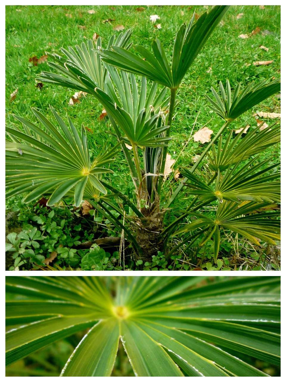 Trachycarpus Vagnerianus