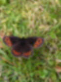 A Scotch Argus butterfliy.