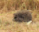 A Hedgehog pottering in the long grass