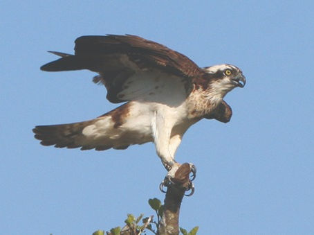 More About Ospreys and Where Do They Winter?