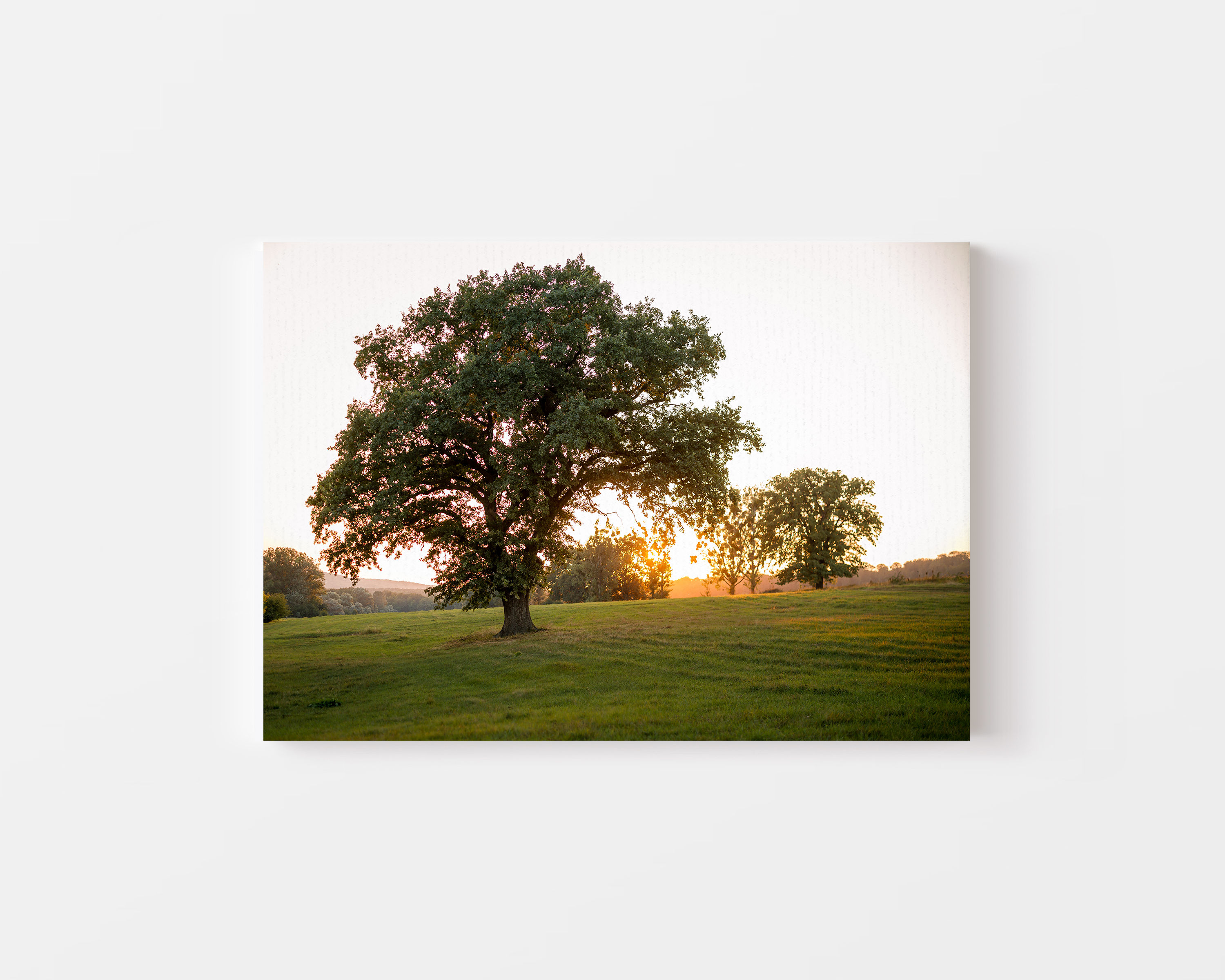 Oak Sunset Canvas