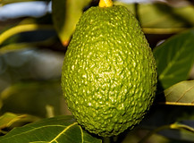 Avocado on tree