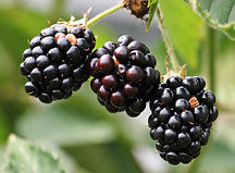 Blackberries