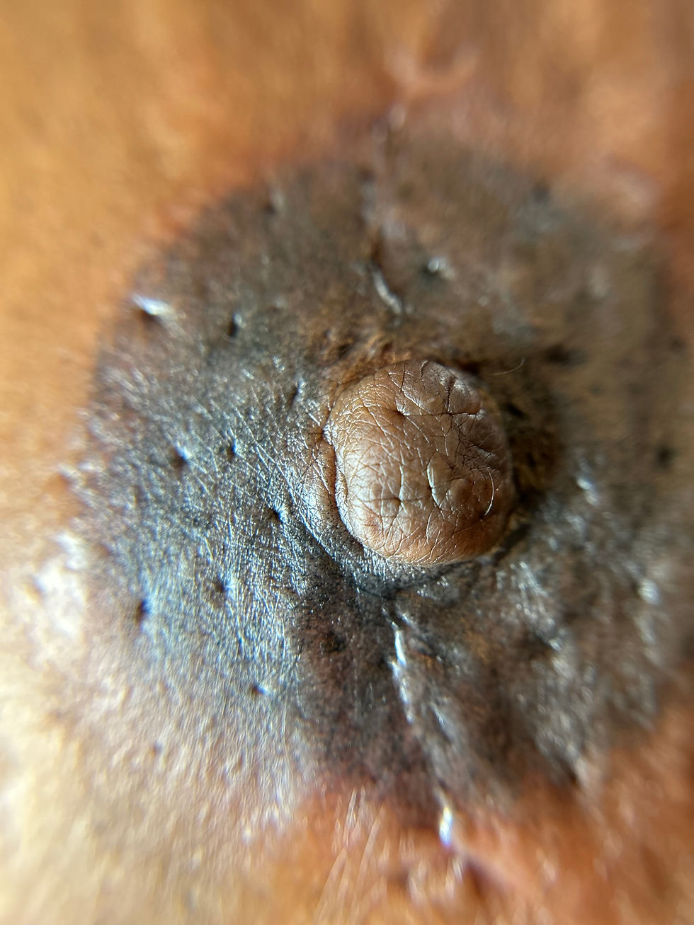 3D Nipple and Areola by Maya