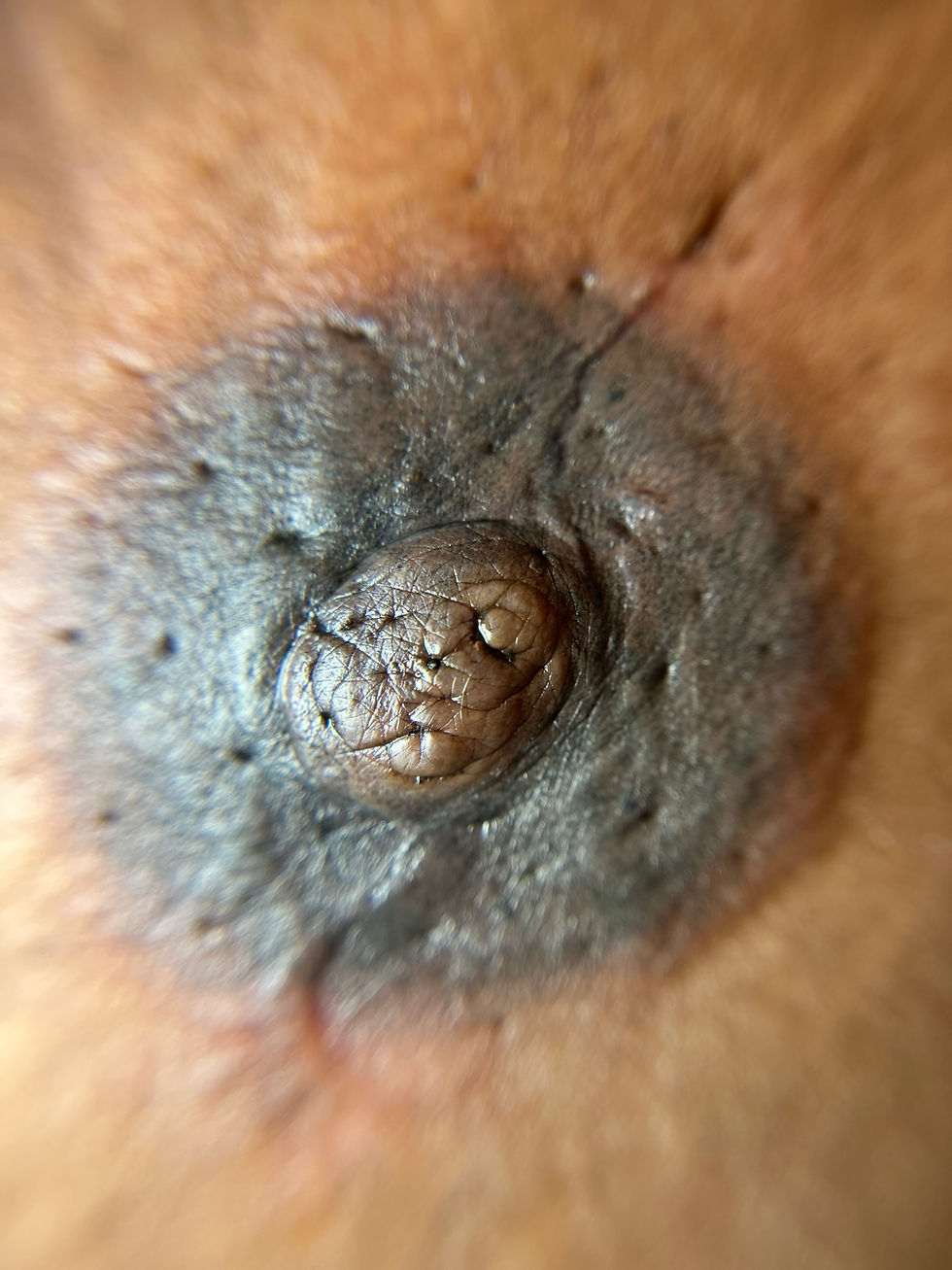 High angle view of a consultation session for 3D nipple tattooing
