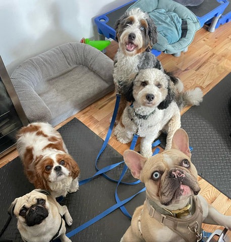 doggy daycare in Boston MA