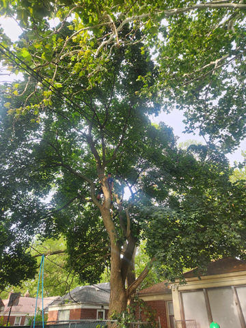 tree removal
