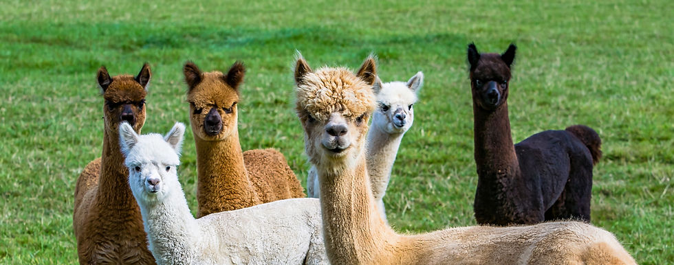alpacas