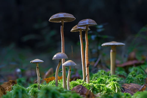 shutterstock_2047629152.jpg