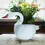 Thumbnail: Cygnet Bowl