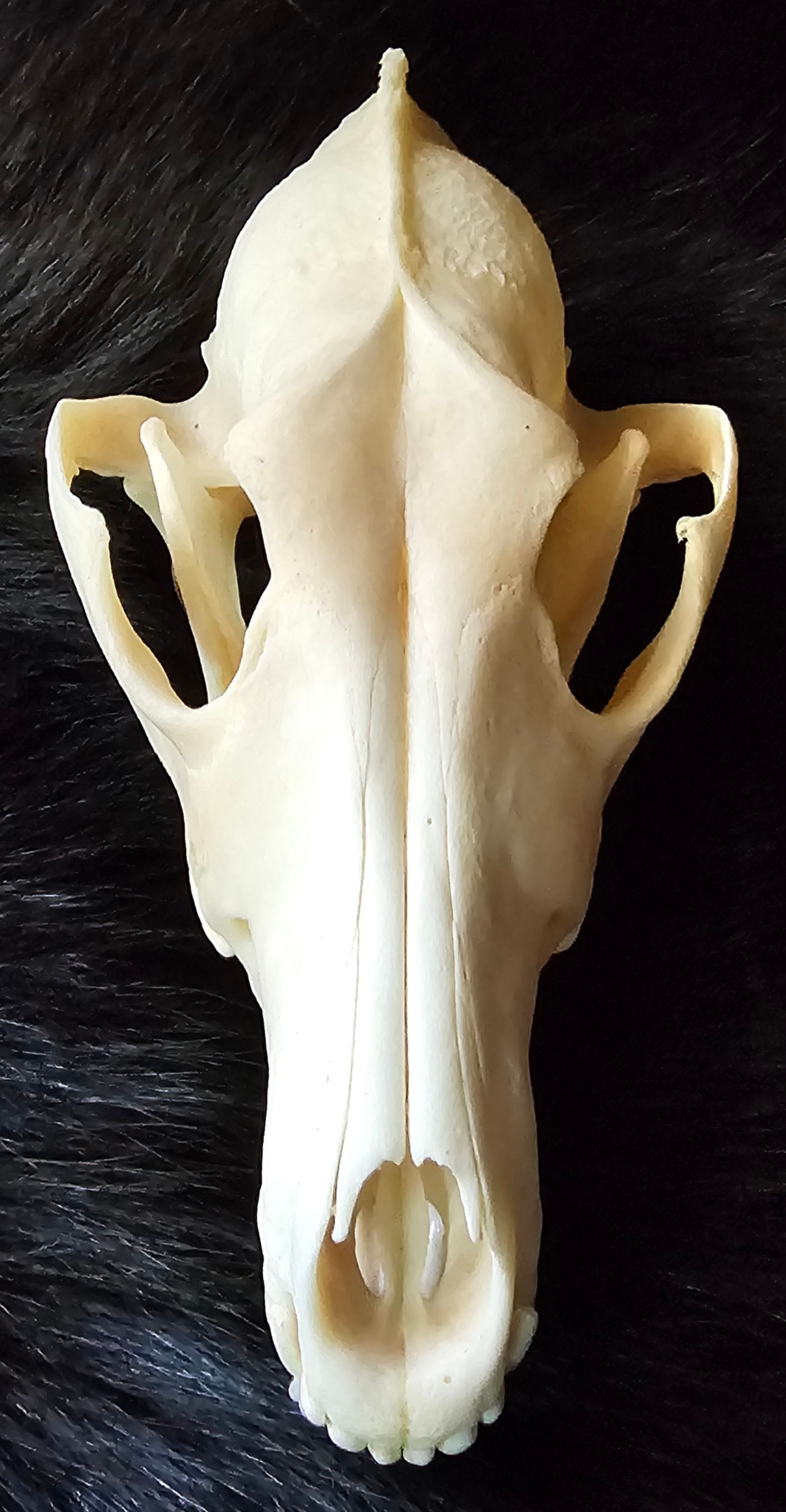 Finished Coyote Skull