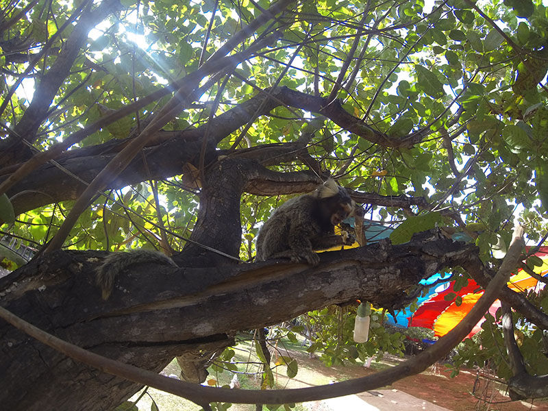 Sonhim eating my mango