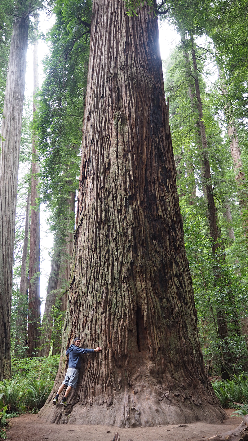 Redwood National Park