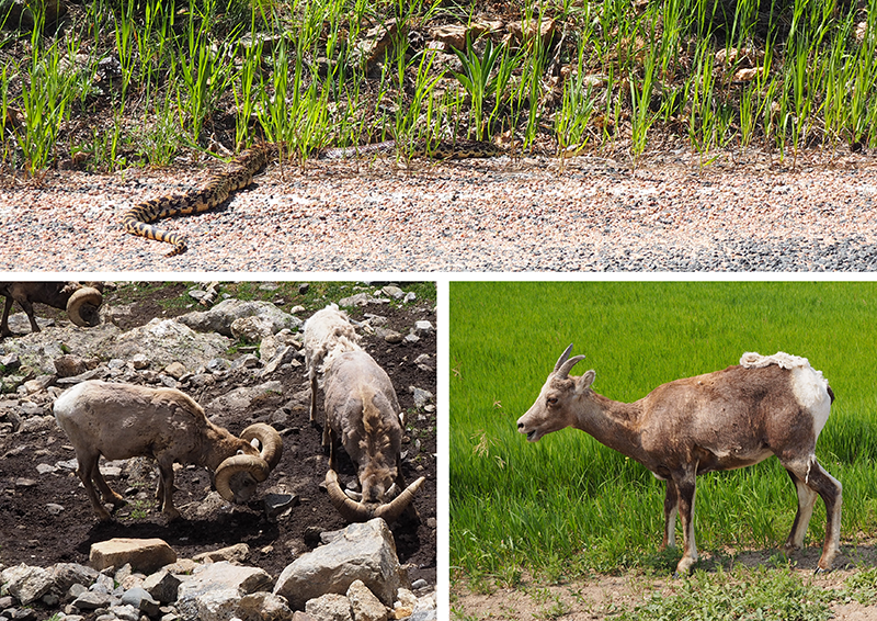 Some of the Rockies´ animals