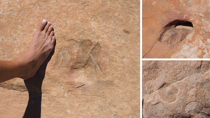 Petrified dinosaur foodprints