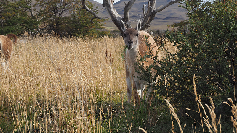 Guanaco