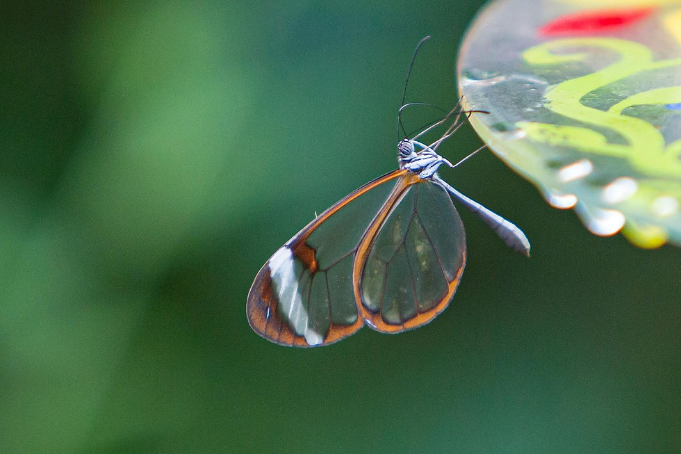 Miniaturbild: Glasflügelfalter - Alpaka