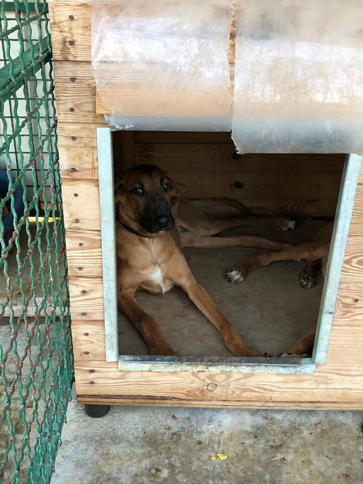 Thumbnail: 1 x Warm Kennel