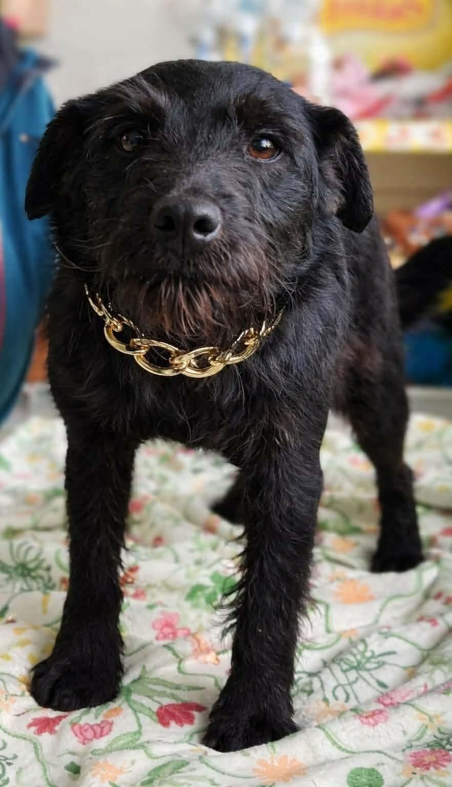Izzy