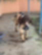 A brown and white spaniel in the pound walks towards the camera carrying a toy in its mouth