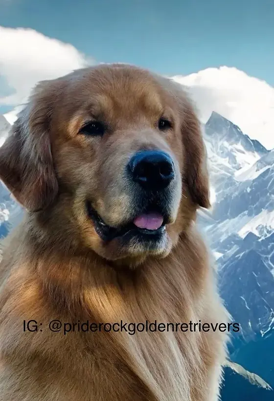 rs=w_984,h_984 (1).webp