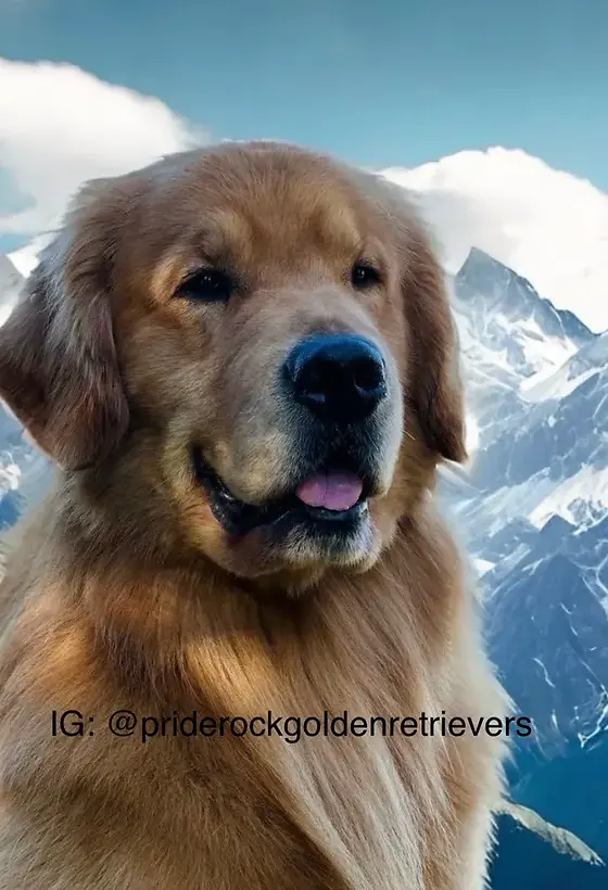 rs=w_984,h_984 (1).webp