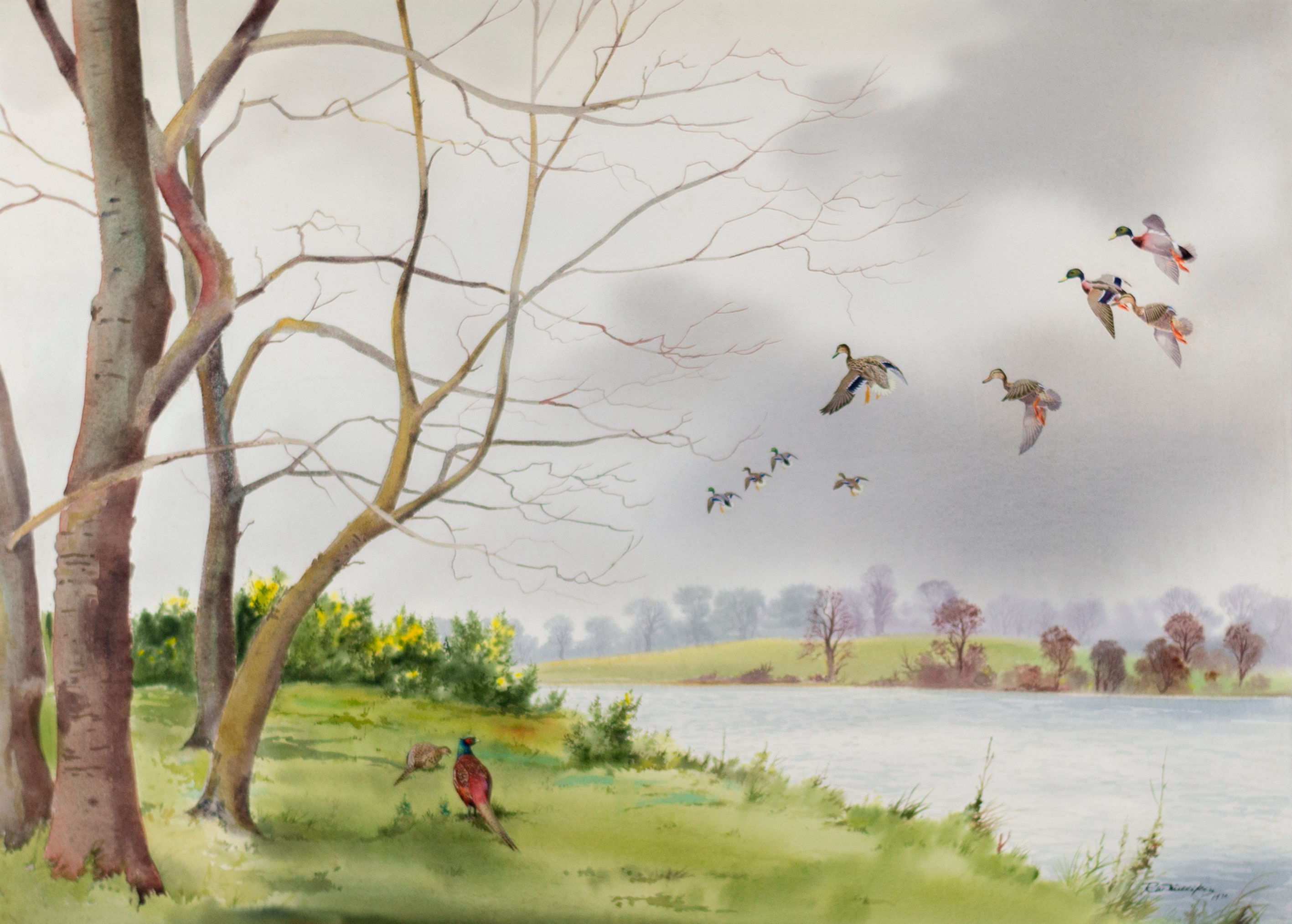 Robert W. Milliken Pheasant watching Mallard