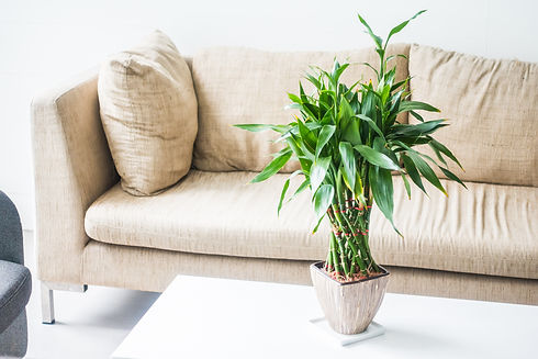 couchs-with-plant-middle-table.jpg
