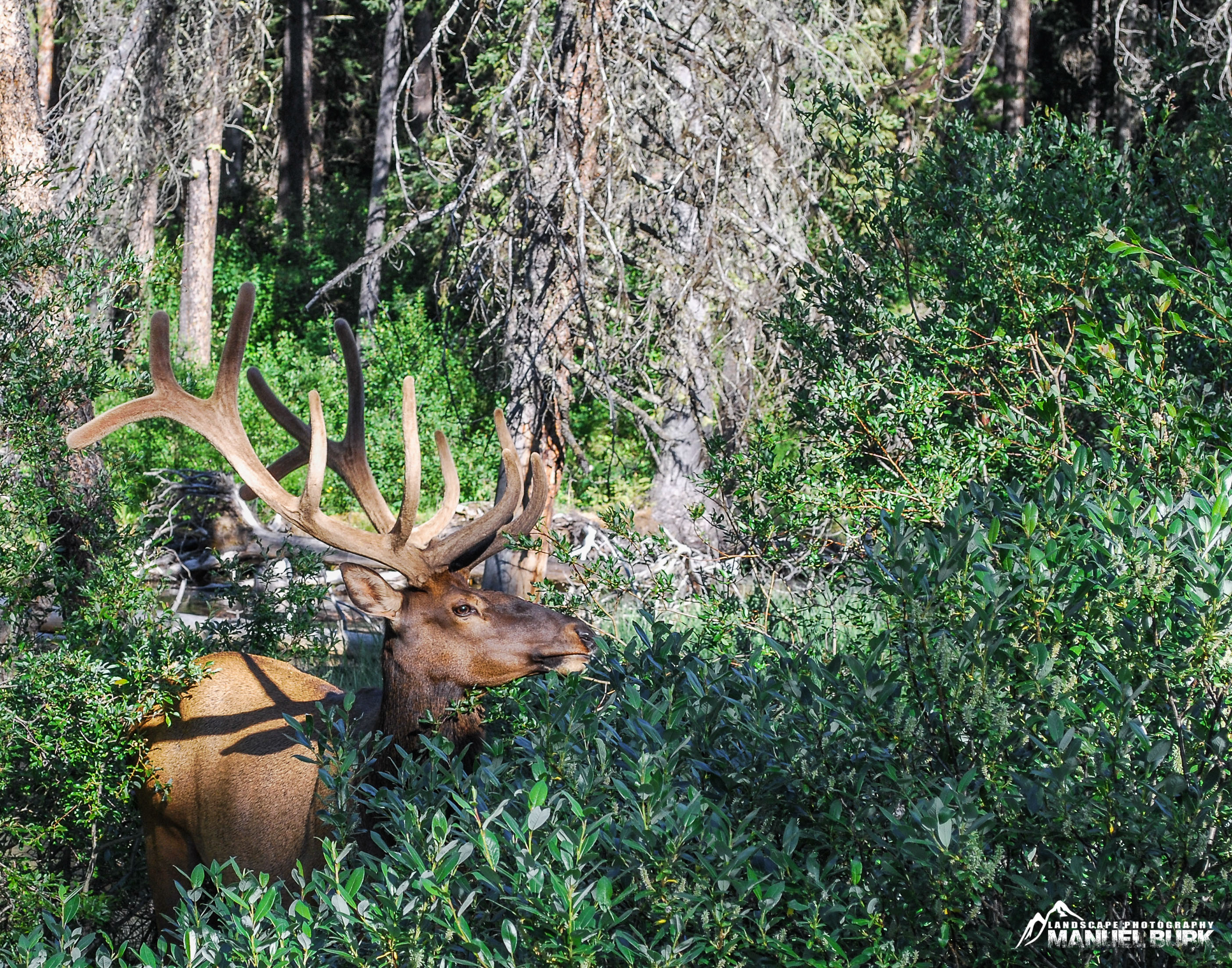 Wapiti Hirsch