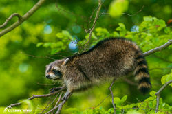 Waschbär