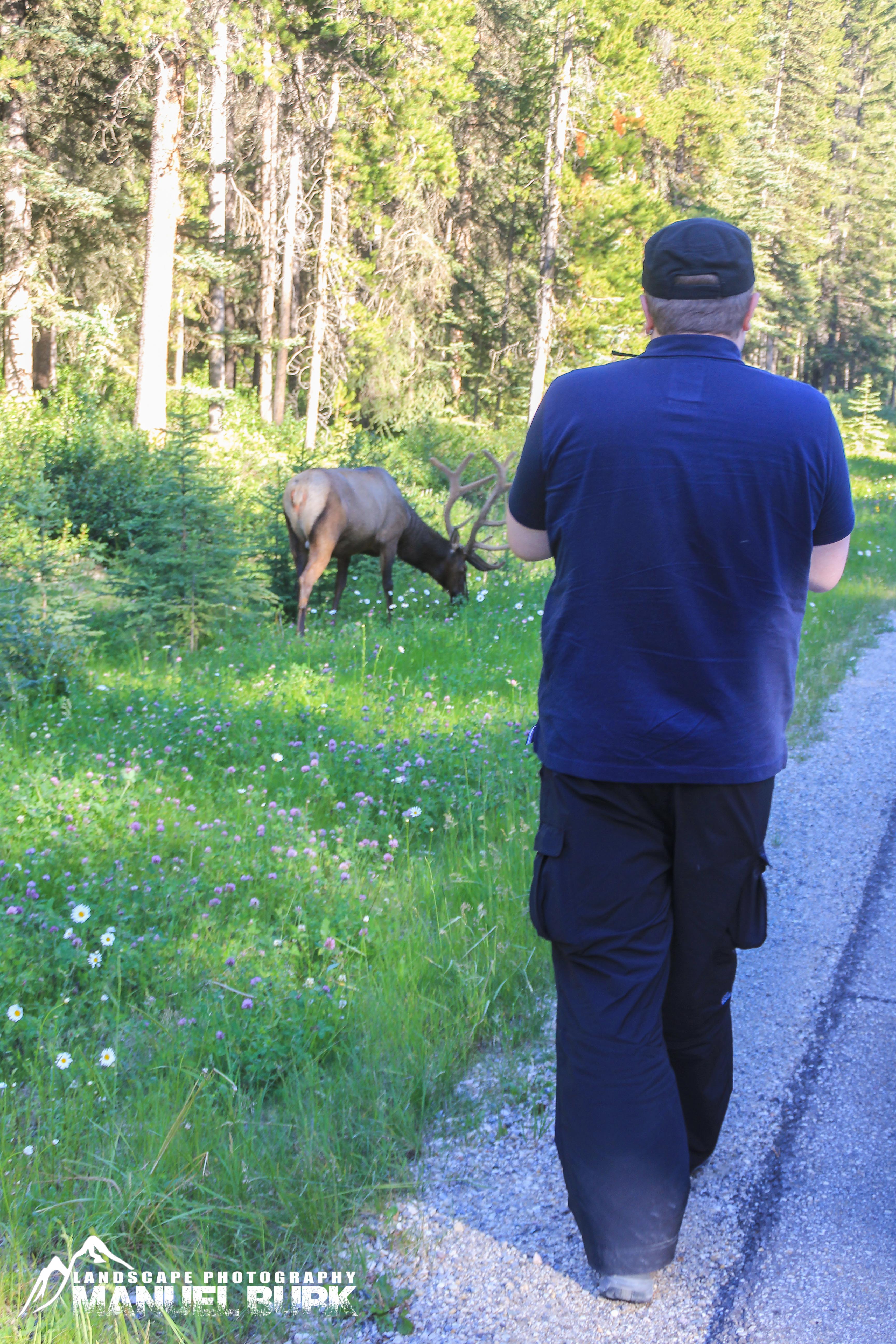 Wapiti Hirsch