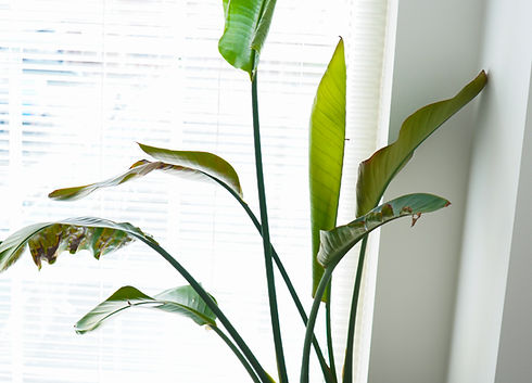 Herbalist pouring an herbal tincture into a glass graduated measuing cylinder