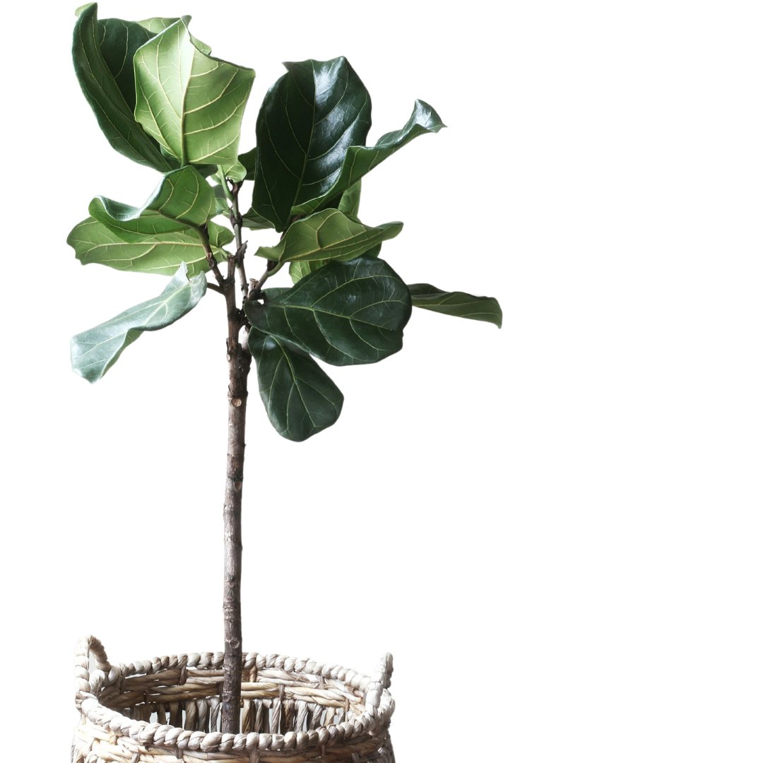 Ivy Integrative