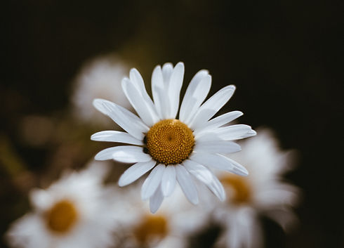 White flower petals with a yellow center in macro with a dark background