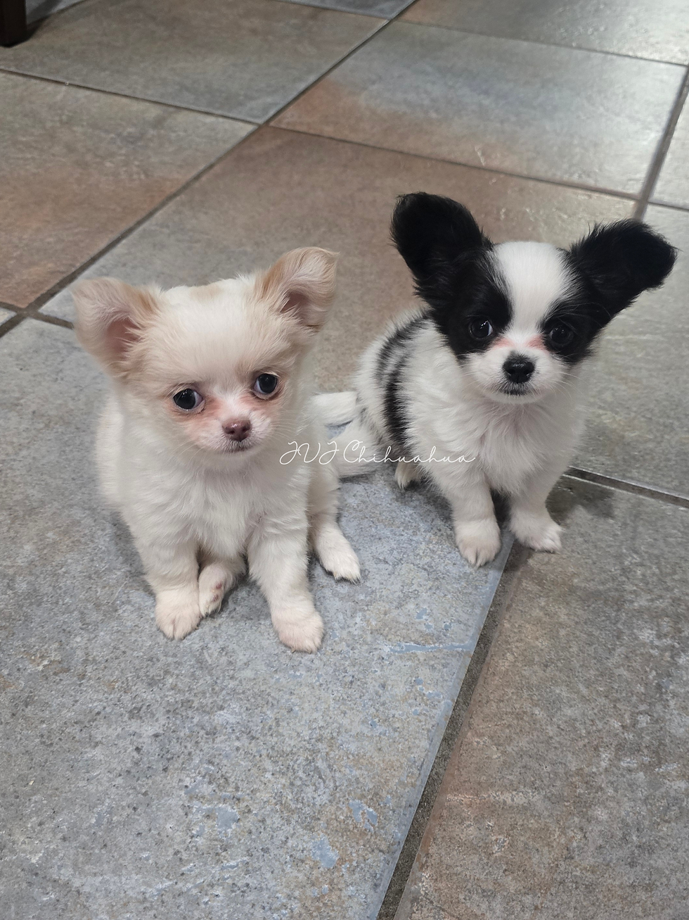 JVJ Chihuahua_20260719_155257_0000.png