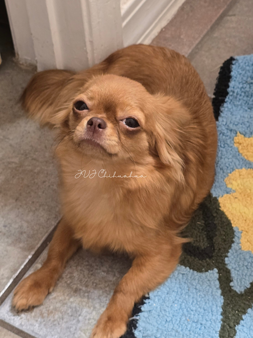 JVJ Chihuahua_20260902_045045_0000.png